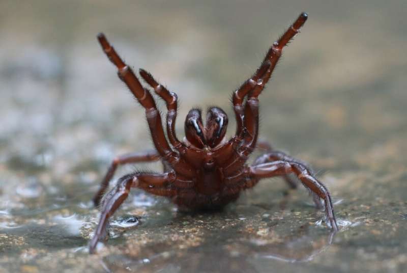 Австралийские ученые видят в яде пауков потенциал для спасения жизни
