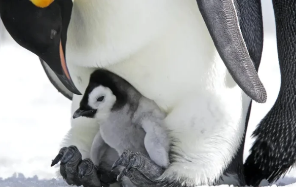 Ученые предупредили, что императорские пингвины на пути к исчезновению в этом веке