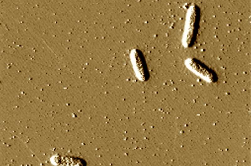 Как «губка», созданная бактериями Geobacter, впитывает уран