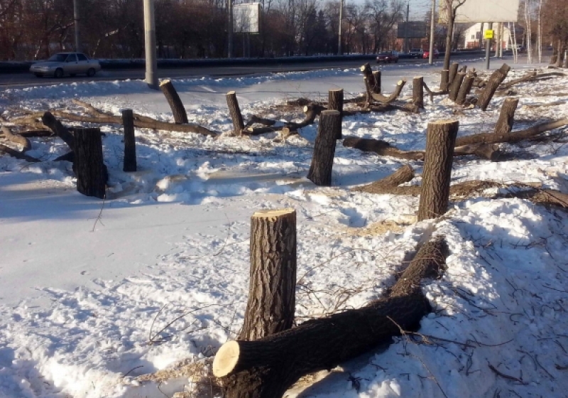 Незаконно спиленное дерево. Рубка деревьев. Вырубка деревьев. Срубленные деревья. Рубка деревьев в городе.