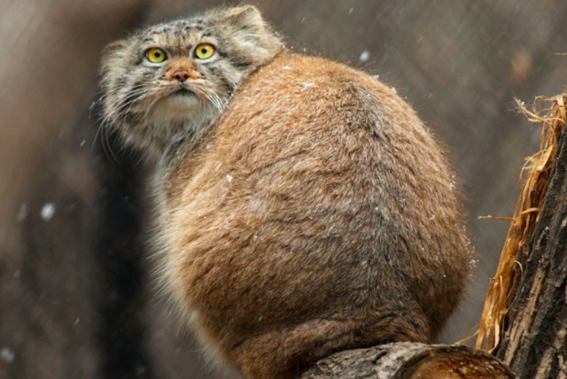 Новосибирский зоопарк показал реакцию манула на первый снег