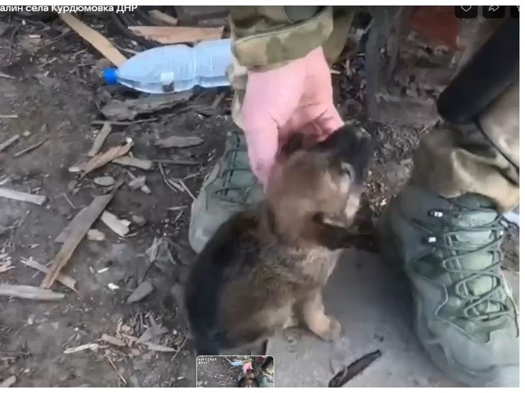 Военные из Новосибирска на СВО спасли щенка по кличке Хинкаль