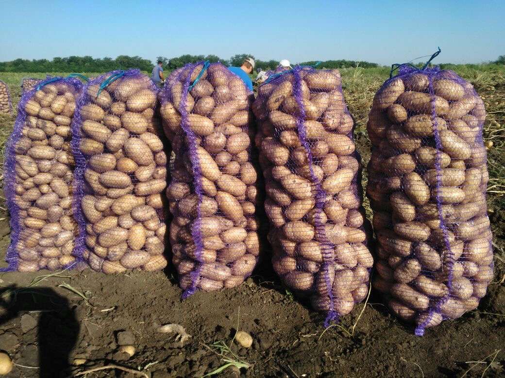 «BFM-Новосибирск»: стали известны причины резкого роста цен на картофель