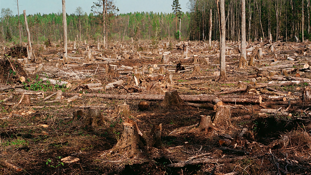 Глава СК РФ Бастрыкин обратил внимание на незаконную вырубку леса в Новосибирске