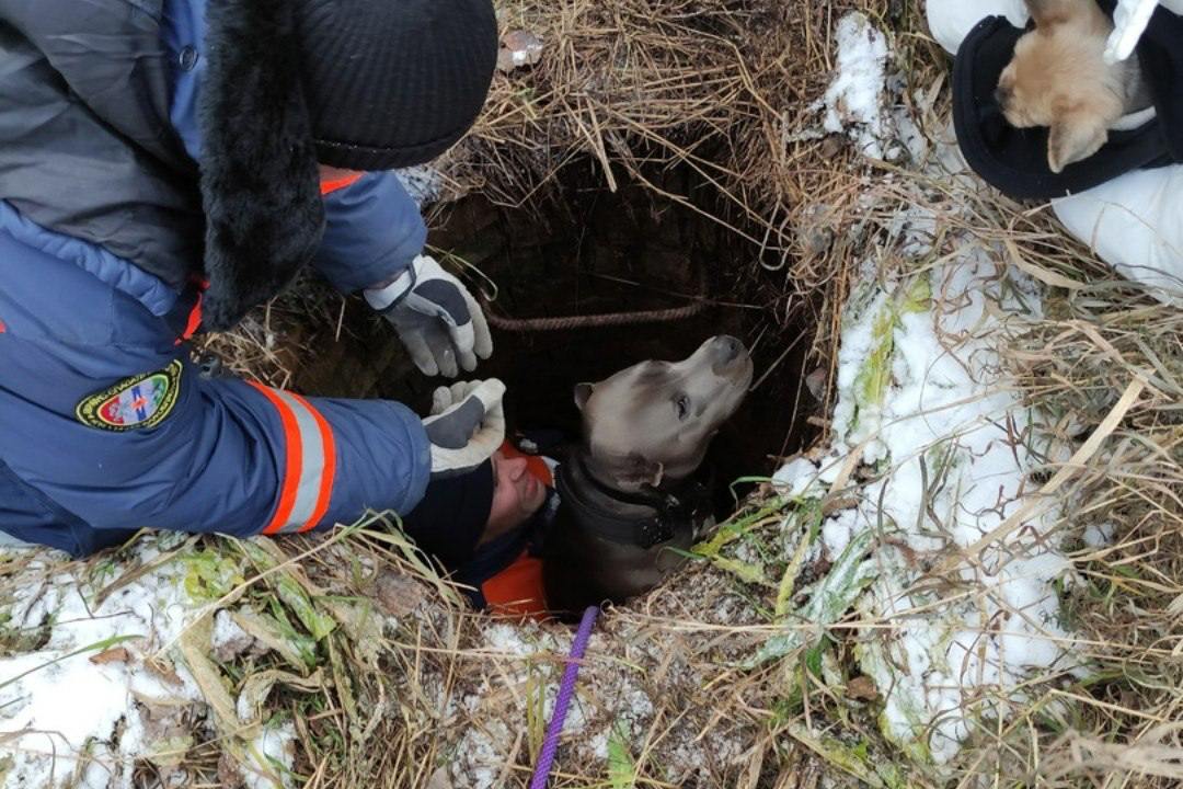 В поселке Садовом женщина с собакой упали в колодец