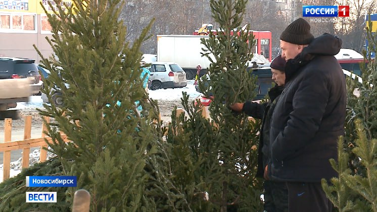 В Новосибирске новогодние деревья подорожали на 30%