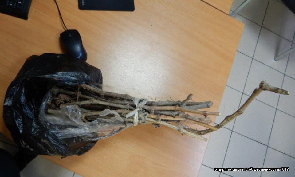 В Толмачево изъяли черенки винограда у пассажира из Душанбе
