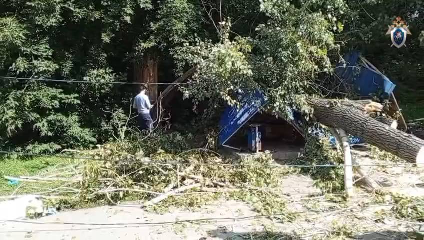 Возбуждено дело о травмах жителей после падения дерева