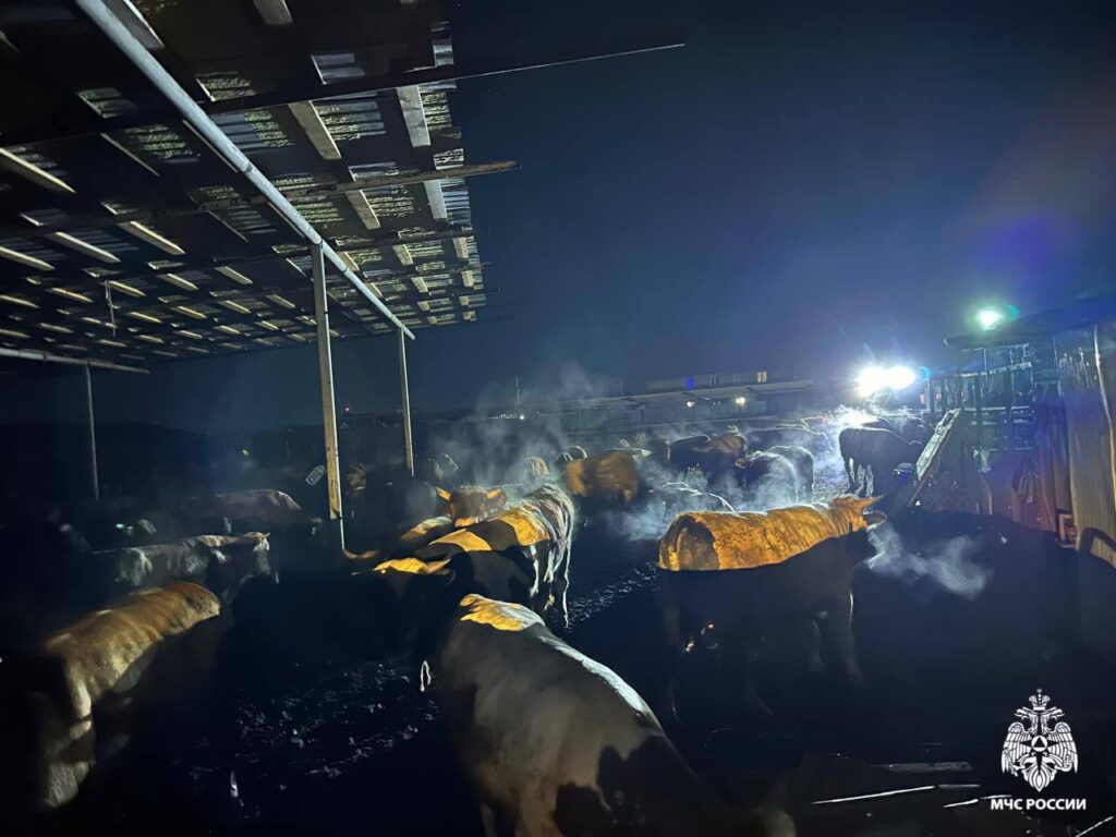 В Толмачёво пожарные вывели 200 коров из горящего здания